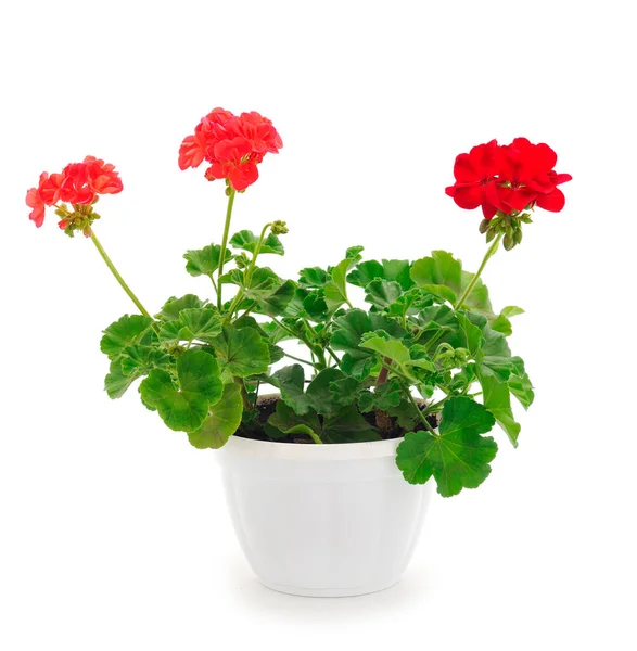 Beautiful Geranium Flower Pot Isolated White Background — Stock Photo, Image