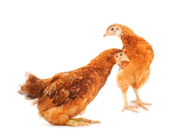 Jonge Bruine Kippen Geïsoleerd Witte Achtergrond — Stockfoto
