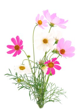 Beyaz arka planda izole edilmiş kır çiçeklerinin yakın plan görüntüleri.