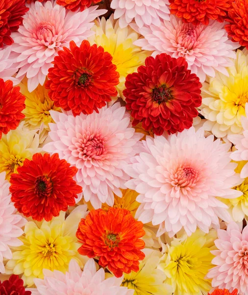 Herbst Schöne Bunte Blüten Der Chrysantheme Isoliert Auf Weißem Hintergrund — Stockfoto