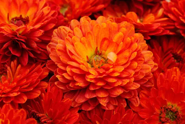 Herbst Schöne Bunte Blüten Der Chrysantheme Hintergrund — Stockfoto