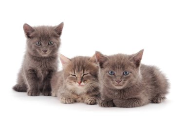 Önde beyaz arka planda izole edilmiş üç yavru kedi var.. 