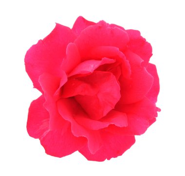 Beyaz arkaplanda izole edilmiş pembe gül çiçeği.