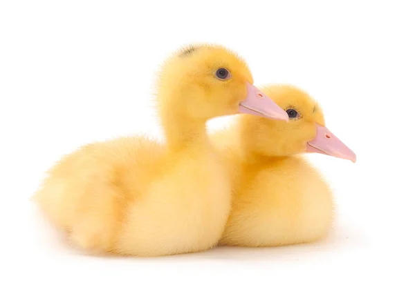 Little Cute Duckling Isolated White Background — Stock Photo, Image