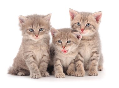 Önde beyaz arka planda izole edilmiş üç yavru kedi var.. 