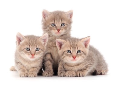 Önde beyaz arka planda izole edilmiş üç yavru kedi var.. 