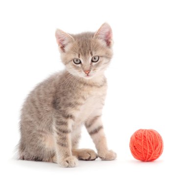 Küçük kedi yavrusu beyaz arka planda izole edilmiş bir iplik yumağıyla oynuyor..