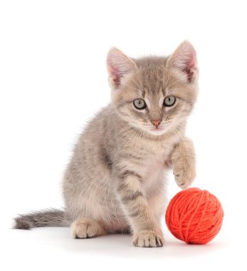 Küçük kedi yavrusu beyaz arka planda izole edilmiş bir iplik yumağıyla oynuyor..