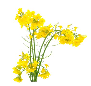 Taze kanola çiçekleri beyaz izole. Arka plan. 