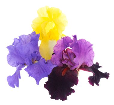 Iris flowers isolated on white background. clipart