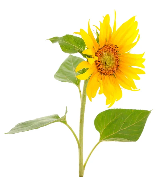 Yellow bright beautiful sunflower flower collage isolated on white background with green leaves.