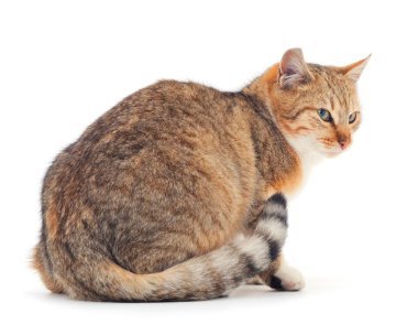 Beyaz arka planda güzel kahverengi ev kedisi.