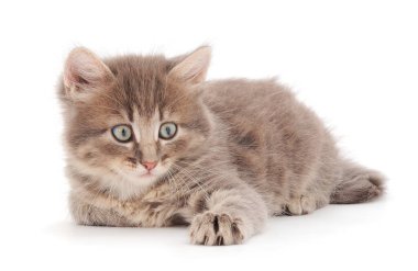 Küçük gri kedi yavrusu beyaz arka planda yatıyor..