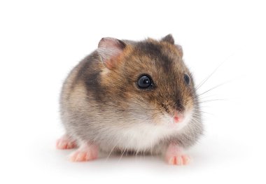 Cüce gri hamster beyaz arka planda izole.