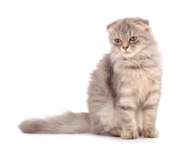 Beyaz arka planda küçük gri kedi yavrusu.