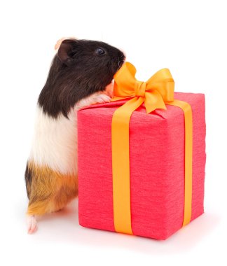 Hediye kutusu ve kobay beyaz arka planda izole edilmiş. Komik, Gineapig. Tatilde. Sevgililer Günü. Kadınlar Günü. Anneler Günü.