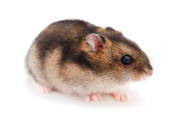 Cüce gri hamster beyaz arka planda izole.