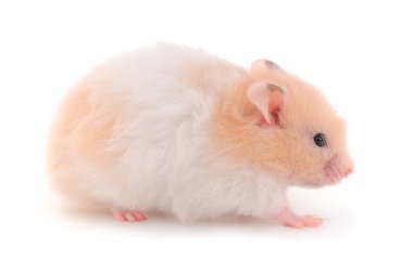 Beyaz arka planda izole edilmiş cüce beyaz hamster..