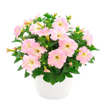 Çiçek buketi petunya bir tencerede, beyaz bir arka planda izole edilmiş..