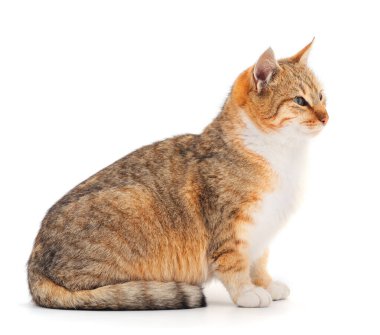 Beyaz arka planda güzel kahverengi ev kedisi.