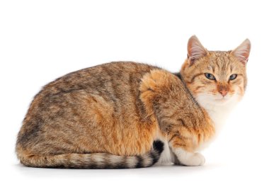 Beyaz arka planda güzel kahverengi ev kedisi.