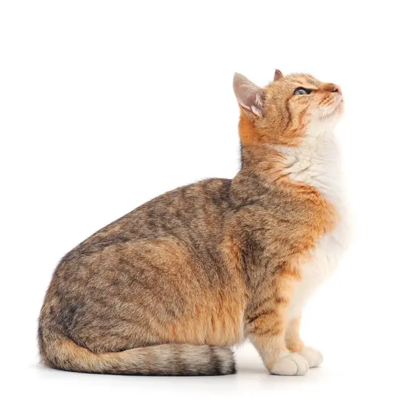 Beyaz arka planda güzel kahverengi ev kedisi.