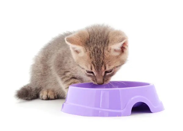 小猫从一个被白色隔离的碗里吃东西 免版税图库图片