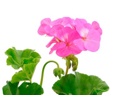 Güzel sardunya çiçeği beyaz bir arkaplanda izole edilmiş..