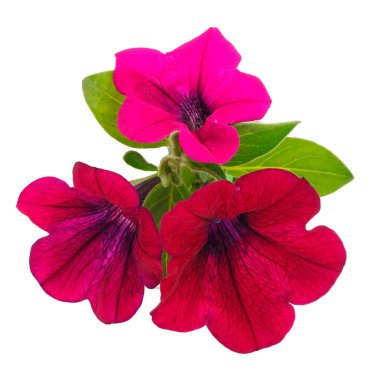 Güzel çiçek kırmızı petunya beyaz arka planda izole. 