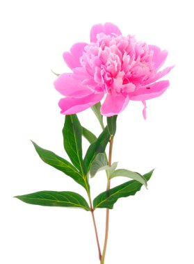 beyaz arkaplanda yalıtılmış şakayık çiçeği.