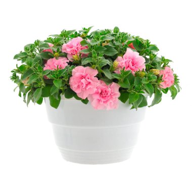 Çiçek buketi petunya bir tencerede, beyaz bir arka planda izole edilmiş..