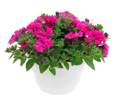 Çiçek buketi petunya bir tencerede, beyaz bir arka planda izole edilmiş..