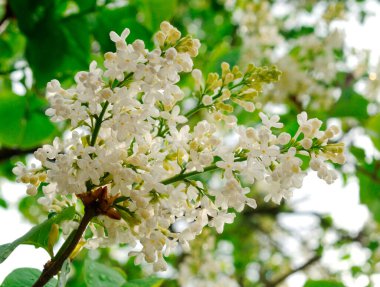 Beyaz arkaplanda yalıtılmış beyaz leylak dalları.