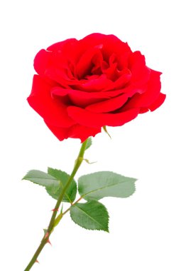 Beyaz arkaplanda izole edilmiş kırmızı güzel gül.