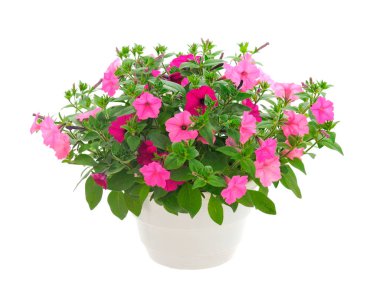 Bir saksıda bir buket çiçek petunyası. Beyaz bir arka planda izole edilmiş. Karıştır..