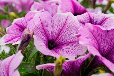 Beautiful flower pink petunia isolated on a white background.