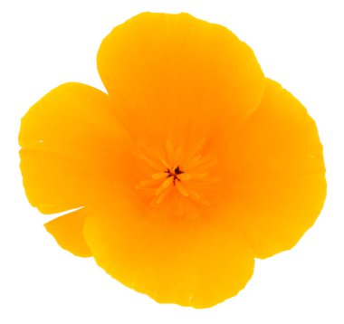 Kaliforniya Poppy 'nin yakın çekimi beyaz arka planda izole edildi.