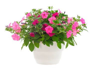 Çiçek buketi petunya bir tencerede, beyaz bir arka planda izole edilmiş..