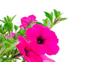 Güzel çiçek petunyası beyaz bir arka planda izole edilmiş.. 