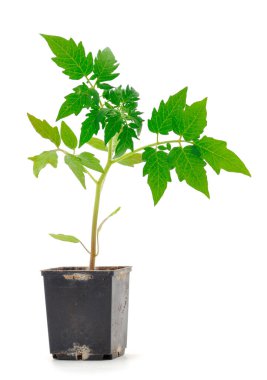 Beyaz arka planda izole edilmiş plastik kapta domates tohumları.