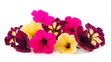 Bir grup güzel çiçek petunya beyaz bir arka planda izole edilmiş. 