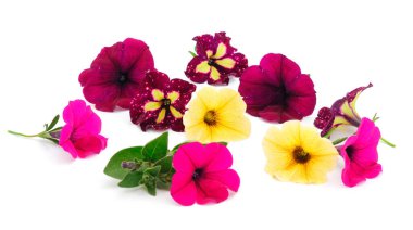 Bir grup güzel çiçek petunya beyaz bir arka planda izole edilmiş.