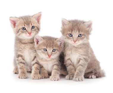 Önde beyaz arka planda izole edilmiş üç yavru kedi var.. 