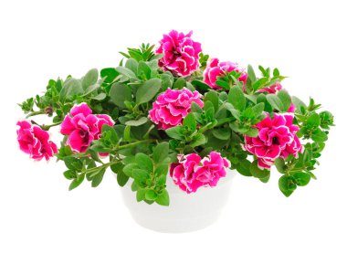 Çiçek buketi petunya bir tencerede, beyaz bir arka planda izole edilmiş..