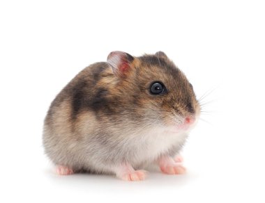 Beyaz arka planda şirin gri hamster..