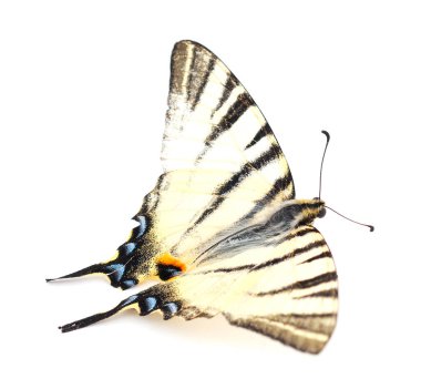 Kelebek beyaz bir arkaplanda izole edilmiş.