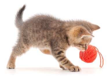 Küçük kedi yavrusu beyaz arka planda izole edilmiş bir iplik yumağıyla oynuyor..
