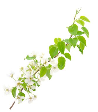 Beyaz arka planda izole edilmiş kiraz dalları. 