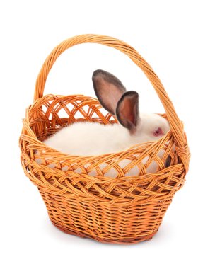 Beyaz arka planda izole edilmiş sepetteki beyaz tavşan.