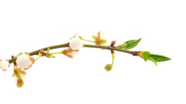 Beyaz arka planda izole edilmiş kiraz dalları. 